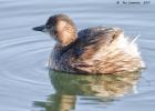 little grebe-old moor-050117-MG 0737