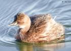 little grebe-old moor-050117-MG 0742