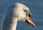 mute swan-old moor-050117-MG 0752