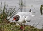 old moor 290317 black headed gull MG 3153