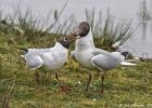 old moor 290317 black headed gull MG 3154