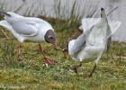 old moor 290317 black headed gull MG 3155