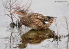 old moor 290317 female gadwall MG 3244