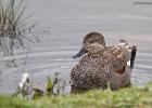 old moor 290317 gadwall MG 3186