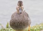 old moor 290317 gadwall MG 3201