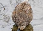 old moor 290317 gadwall MG 3250