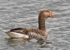 old moor 290317 greylag MG 3115