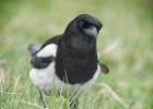 old moor 290317 magpie MG 3235