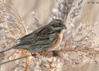 reed bunting-old moor-050117-MG 0754