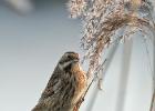 reed bunting-old moor-050117-MG 0758