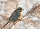 reed bunting-old moor-050117-MG 0759