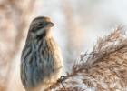 reed bunting-old moor-050117-MG 0764