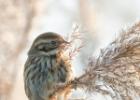 reed bunting-old moor-050117-MG 0769