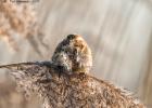 reed bunting-old moor-050117-MG 0783