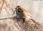 reed bunting-old moor-050117-MG 0797