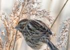 reed bunting-old moor-050117-MG 0810