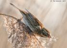 reed bunting-old moor-050117-MG 0814