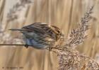 reed bunting-old moor-050117-MG 0822