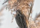 reed bunting-old moor-050117-MG 0825