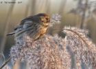 reed bunting-old moor-050117-MG 0856