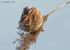 reed bunting-old moor-050117-MG 0864