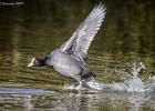 ysp-020317-coot-0008