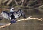 ysp-020317-cormorant-0012