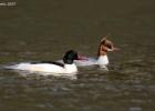 ysp-020317-goosander-0020