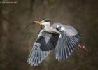 ysp-020317-grey heron-0041