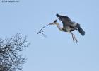 ysp-020317-grey heron-0072