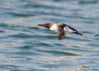 041-bempton-010617-guillimot