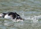 103-bempton-010617-puffin