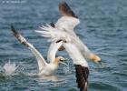 178-bempton-010617-gannet