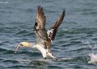 204-bempton-010617-gannet