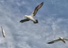 208-bempton-010617-flying fish