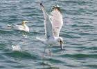 217-bempton-010617-herring gull