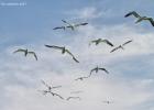 231-bempton-010617-gannets