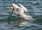 243-bempton-010617-gannet