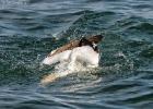 263-bempton-010617-gannet