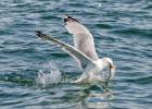 296-bempton-010617-herring gull