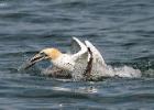 306-bempton-010617-gannet