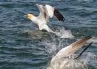 370-bempton-010617-gannet