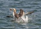 386-bempton-010617-gannet