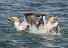 388-bempton-010617-gannet