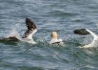 392-bempton-010617-gannet