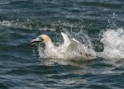 404-bempton-010617-gannet