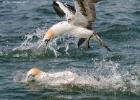 437-bempton-010617-gannet