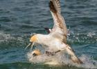 438-bempton-010617-gannet