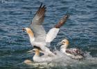 487-bempton-010617-gannet