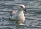 538-bempton-010617-fulmar